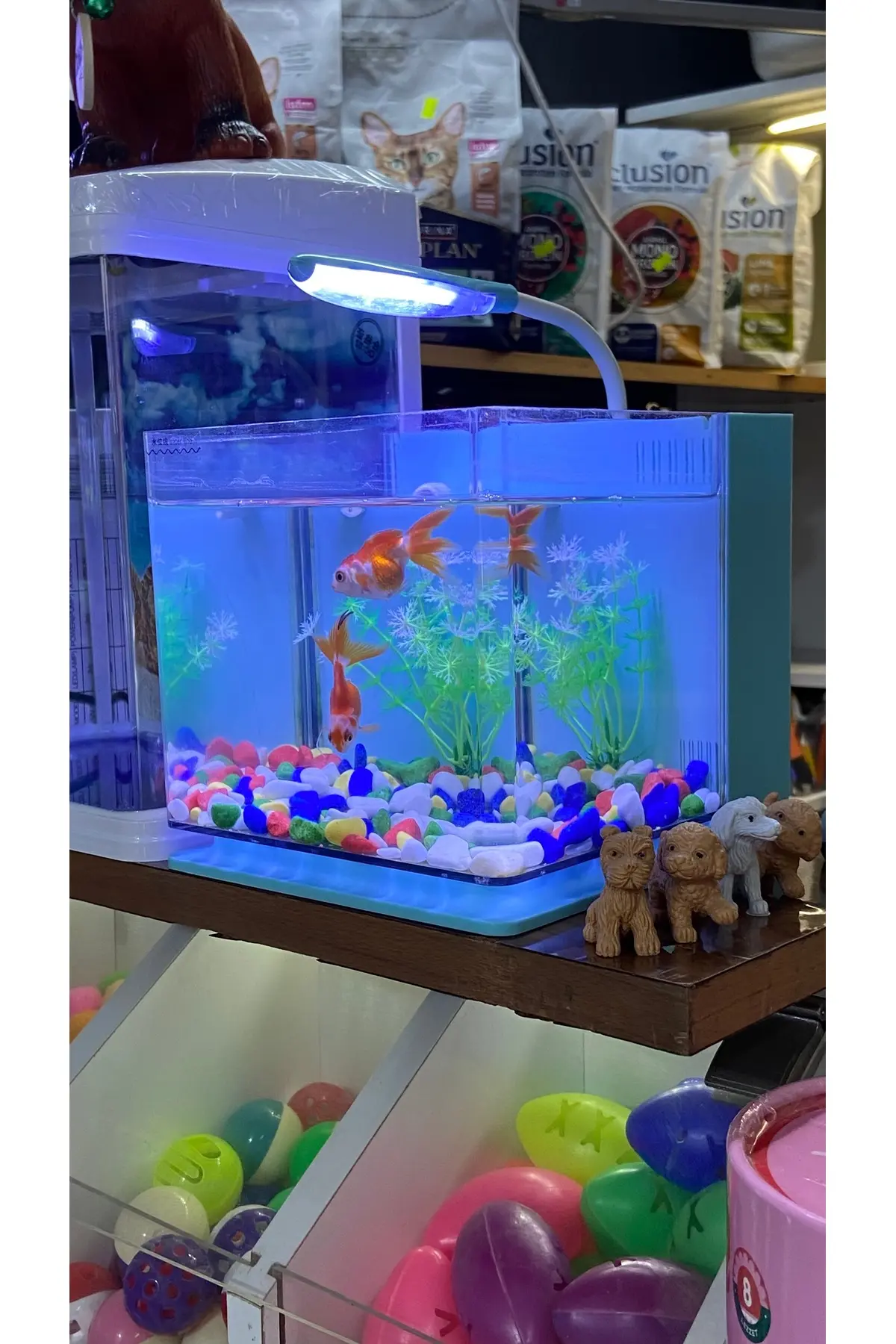 Fauna Pet Supplies Beta Tetra Lepistes Japon Balıkları Için Mini Akvaryum (Beyaz/Siyah/Mavi)