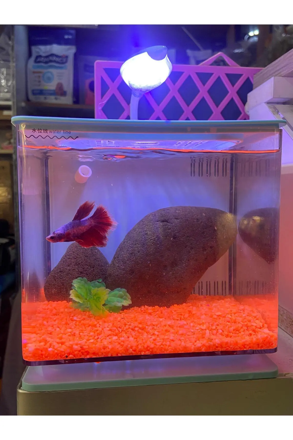 Fauna Pet Supplies Beta Tetra Lepistes Japon Balıkları Için Mini Akvaryum (Beyaz/Siyah/Mavi)