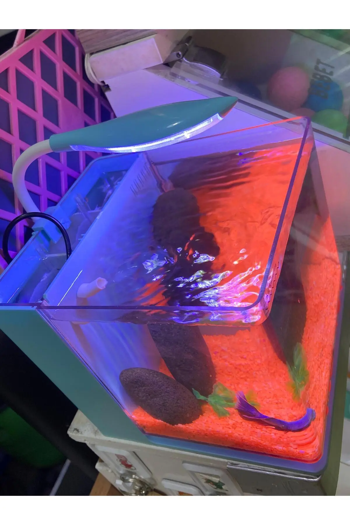 Fauna Pet Supplies Beta Tetra Lepistes Japon Balıkları Için Mini Akvaryum (Beyaz/Siyah/Mavi)